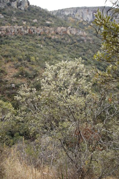 Brachylaena huillensis, photographed by Tony Rebelo