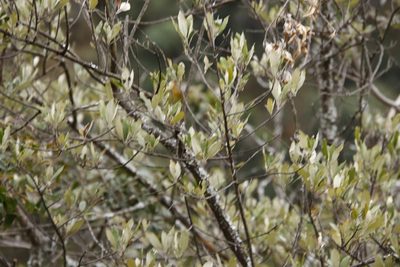 Brachylaena huillensis, photographed by Tony Rebelo