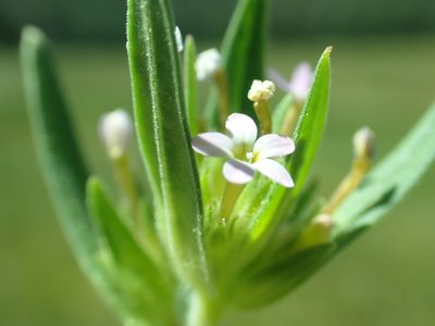 Collomia linearis, photographed by Steve Woodward