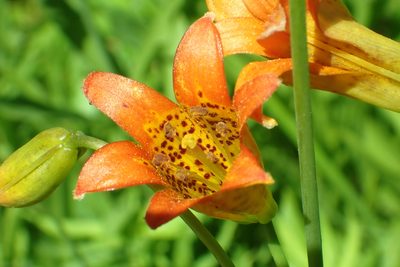 Lilium parvum, photographed by Steve Woodward