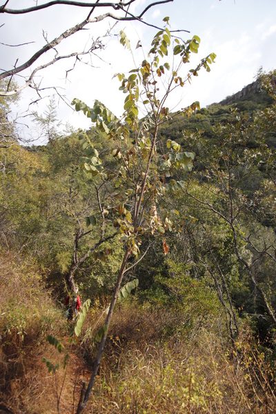 Grewia hexamita, photographed by Tony Rebelo