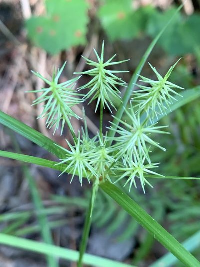 Cyperus retrofractus, photographed by jrrigby