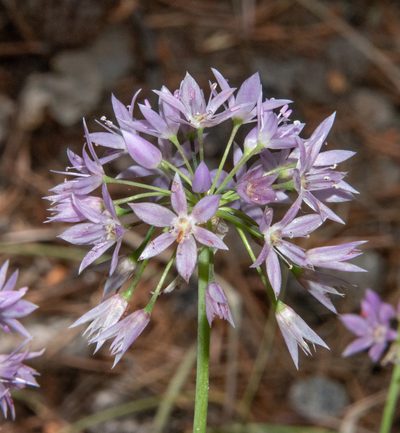 Allium bisceptrum, photographed by Don Loarie