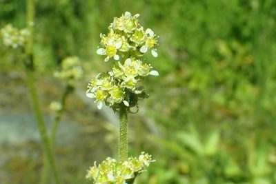 Micranthes oregana