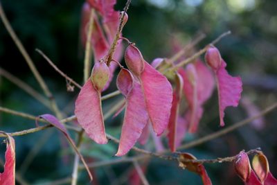 Pterolobium stellatum, photographed by M Kriek