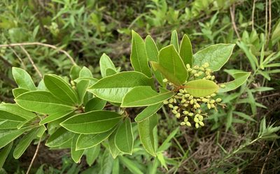 Viburnum nudum, photographed by Northcut