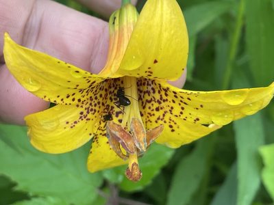 Lilium canadense, photographed by Tom Scavo