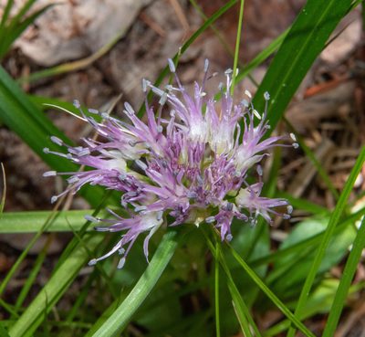 Allium validum, photographed by Don Loarie
