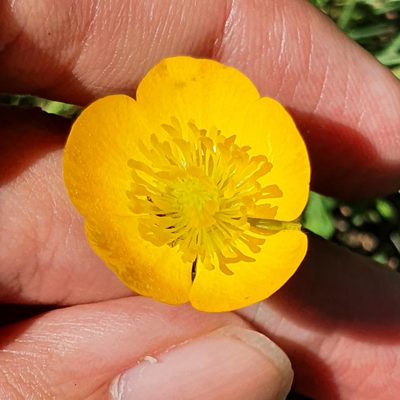 Ranunculus macrophyllus, photographed by Mehdi Chetibi