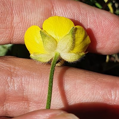Ranunculus macrophyllus, photographed by Mehdi Chetibi