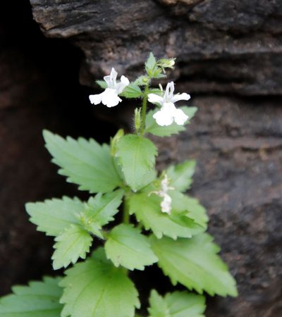 Nemesia rupicola, photographed by Tony Rebelo