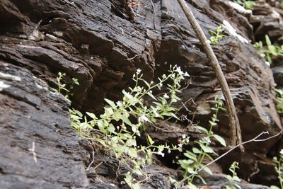 Nemesia rupicola, photographed by Tony Rebelo