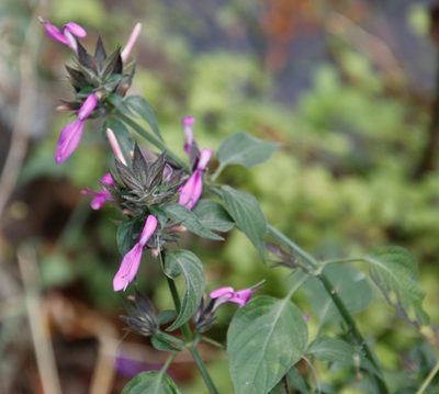 Dicliptera clinopodia, photographed by Tony Rebelo