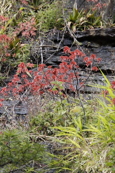 Aloe branddraaiensis, photographed by Tony Rebelo