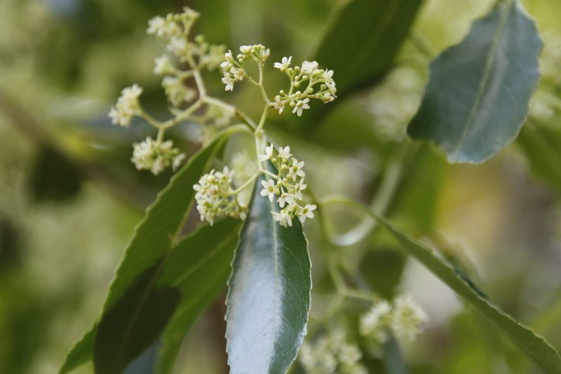 Catha edulis, photographed by Tony Rebelo
