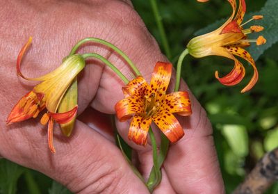 Lilium parvum, photographed by Don Loarie