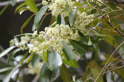Catha edulis, photographed by Tony Rebelo