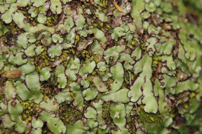 Plagiochasma appendiculatum, photographed by Tony Rebelo