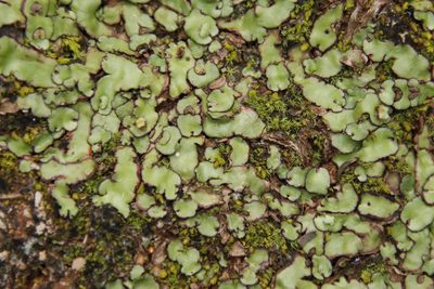 Plagiochasma appendiculatum, photographed by Tony Rebelo