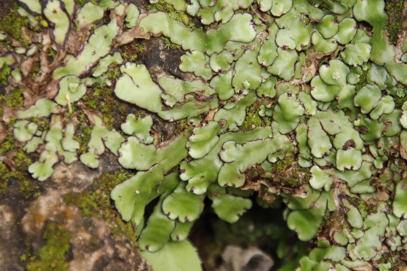Plagiochasma appendiculatum, photographed by Tony Rebelo