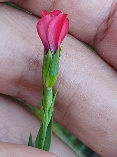 Linum decumbens, photographed by Mehdi Chetibi