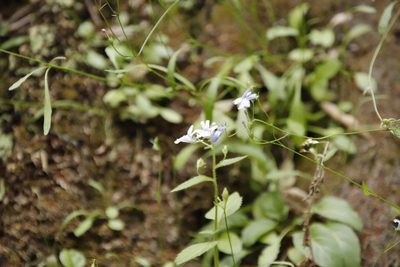 Nemesia rupicola, photographed by Tony Rebelo