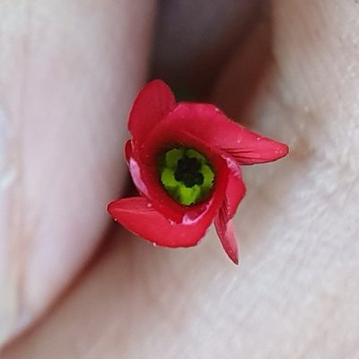 Linum decumbens, photographed by Mehdi Chetibi