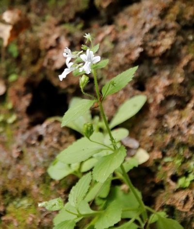 Nemesia rupicola, photographed by Tony Rebelo
