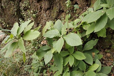 Gymnanthemum myrianthum, photographed by Tony Rebelo