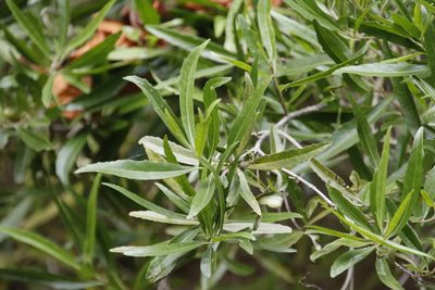Nuxia oppositifolia, photographed by Tony Rebelo