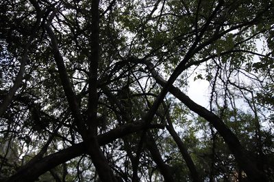 Nuxia oppositifolia, photographed by Tony Rebelo