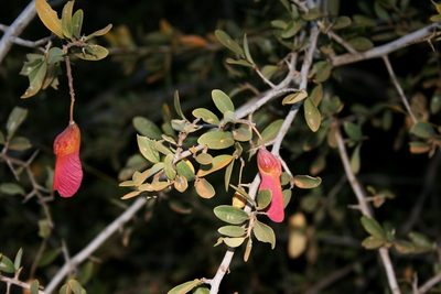 Securidaca longepedunculata, photographed by M Kriek