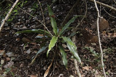 Dracaena aletriformis, photographed by Tony Rebelo