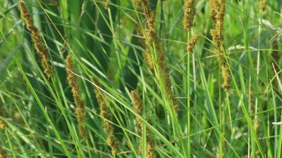Carex vulpinoidea, photographed by Jason Swanson