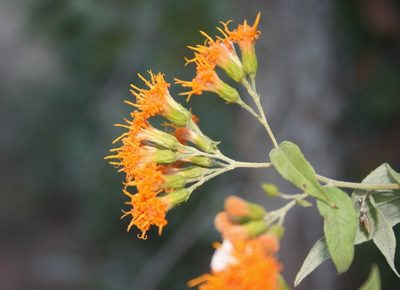 Distephanus divaricatus, photographed by M Kriek