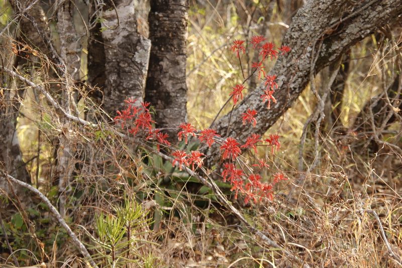 Aloe affinis, photographed by Tony Rebelo