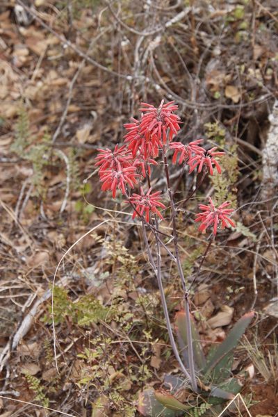 Aloe affinis, photographed by Tony Rebelo