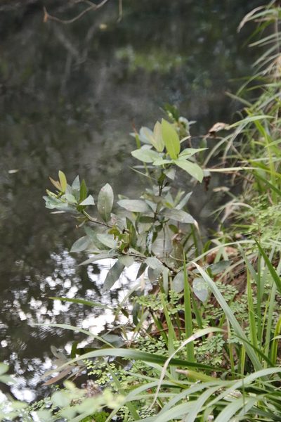 Syzygium guineense, photographed by Tony Rebelo