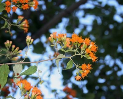 Distephanus divaricatus, photographed by M Kriek