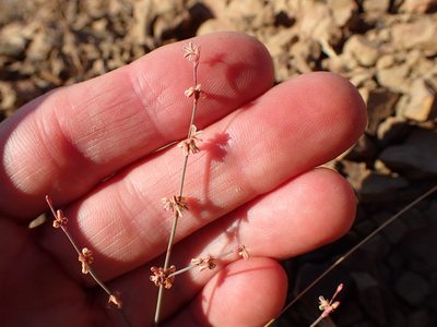Eriogonum cithariforme, photographed by George Williams
