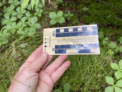 Carex trisperma, photographed by Mary E. Macaulay, P.Eng.