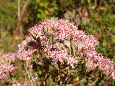 Acourtia microcephala, photographed by George Williams