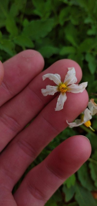Solanum malmeanum, photographed by Andres Cavallo