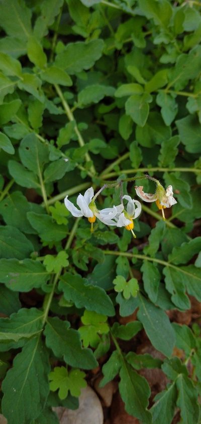 Solanum malmeanum, photographed by Andres Cavallo