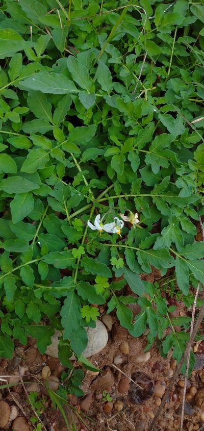 Solanum malmeanum, photographed by Andres Cavallo