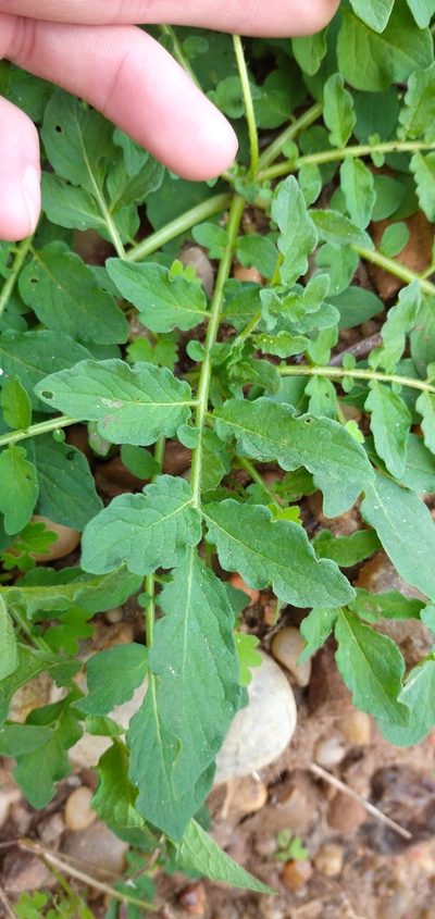 Solanum malmeanum, photographed by Andres Cavallo