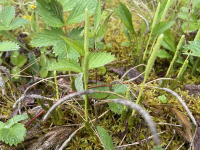 Lycopodium lagopus, photographed by Mary E. Macaulay, P.Eng.
