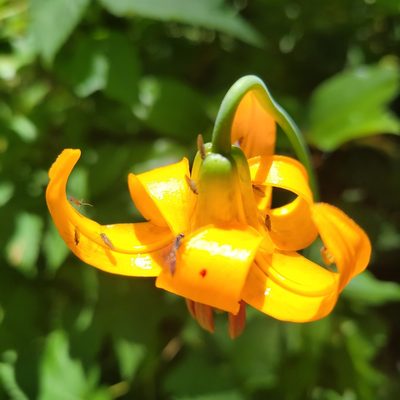 Lilium columbianum, photographed by Peter Brastow