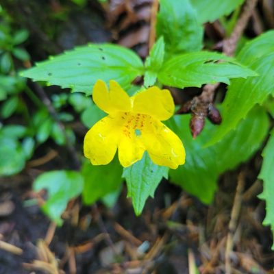 Erythranthe dentata, photographed by Peter Brastow