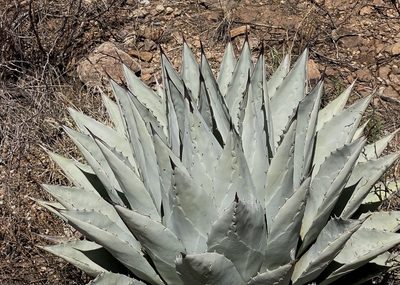 Agave parryi, photographed by StarStats